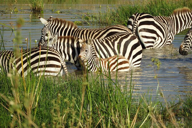 Nairobi National Park Drive (Small Group Tour) - Booking and Cancellation Policy