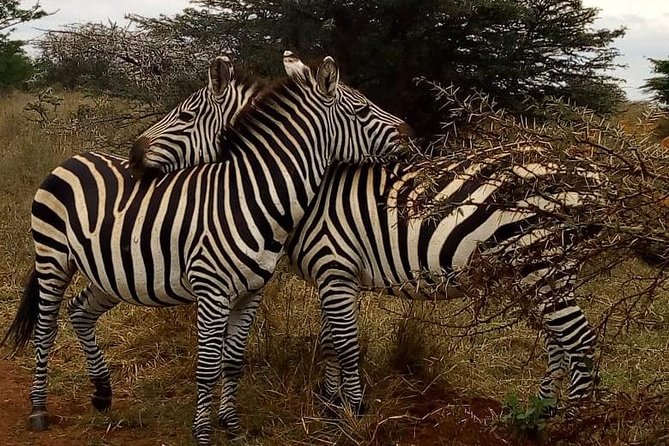 Nairobi National Park Game Drive With Free Pick Up Group Joining - Booking and Ratings