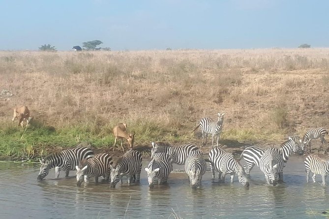 Nairobi National Park Guided Half Day Tour Game Drive- FREE WIFI - Tips for a Successful Tour