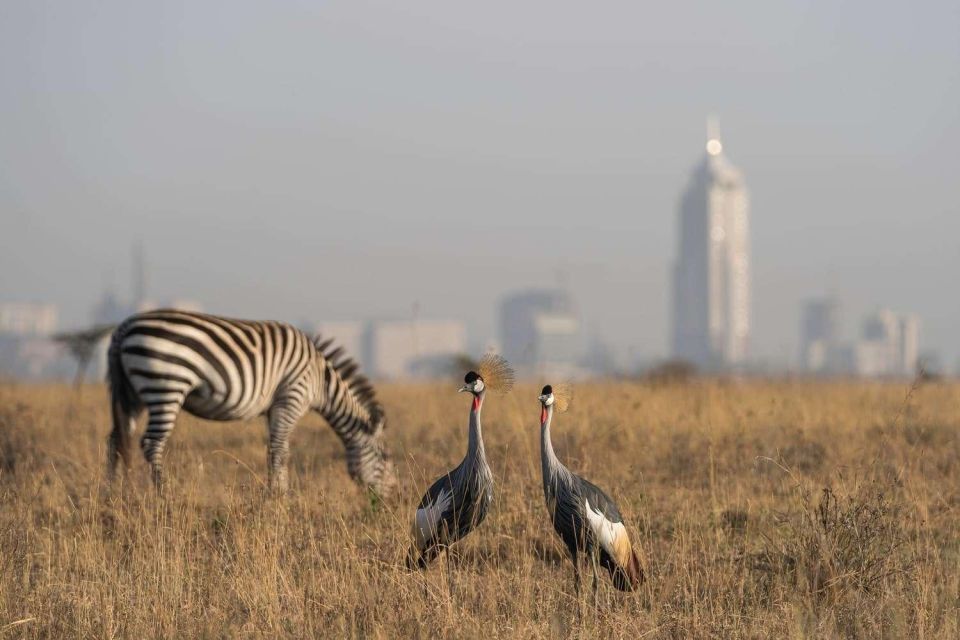 Nairobi National Park Morning or Evening Game Drive - Frequently Asked Questions