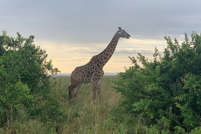 Nairobi National Park,Giraffe Centre, Karen Blixen Museum. - Additional Tips