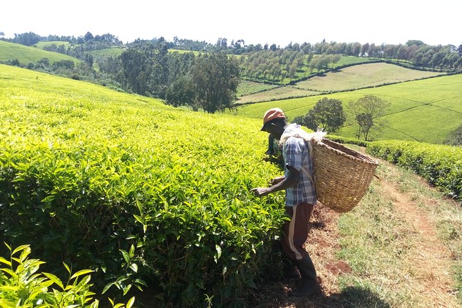Nairobi to Kiambethu Tea Farm Tour - Booking Information