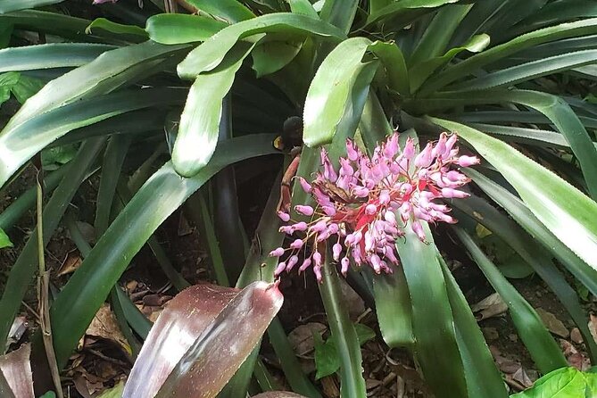Nature and Sightseeing Tour at Phantasea Tropical Botanical Garden - Booking and Cancellation
