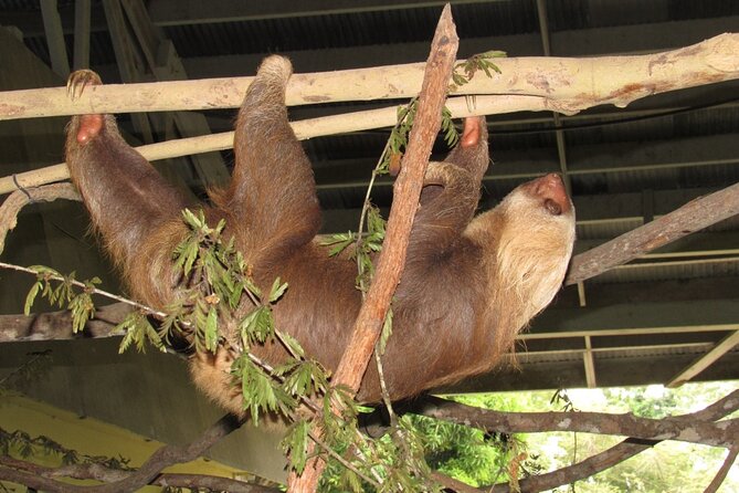 Navigation in the Panama Canal, Gatun Lake and Sloth Sanctuary - Review Highlights