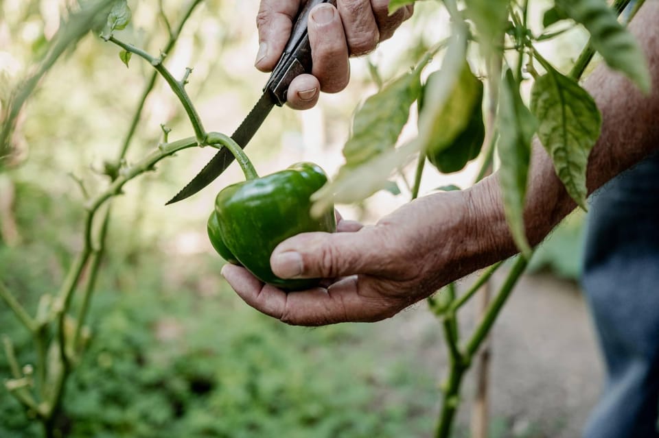 Naxos: Cooking Experience Near Kouros, Tour and Live Music - Exploring the Scenic Valley