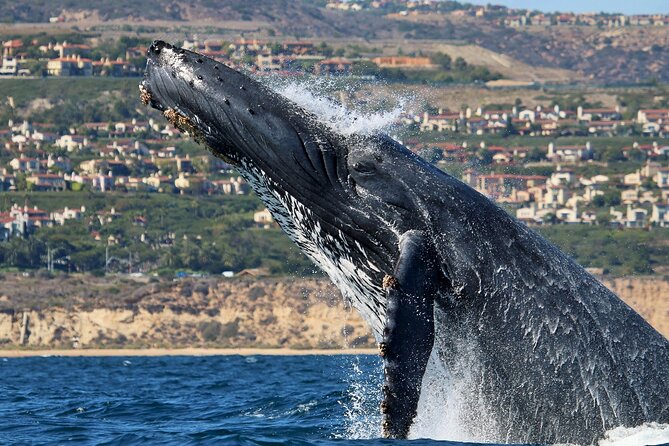 Newport Beach Whale and Dolphin Watching Cruise - Marine Life in Newport Beach