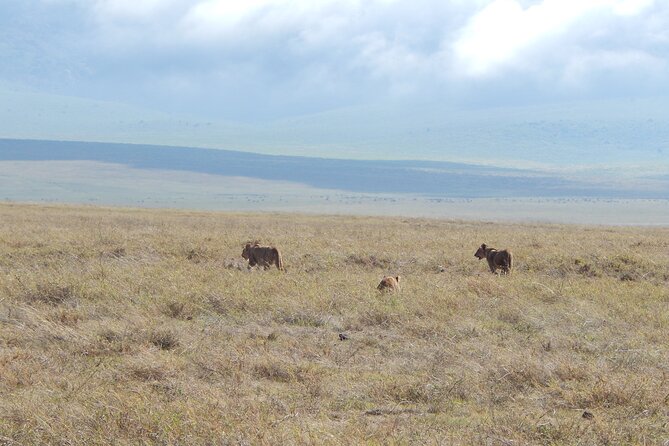 Ngorongoro Adventure Day Tour From Arusha - Pricing and Traveler Reviews