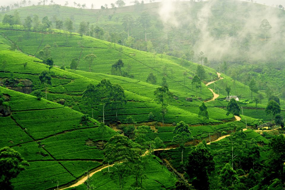 Nuawara Eliya: Horton Plains and Tea All-Inclusive Tour - Reservation Details