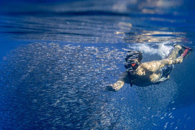 Oahu: 3-Hour Dolphin Swim and Snorkeling Speedboat Tour - Additional Tour Information