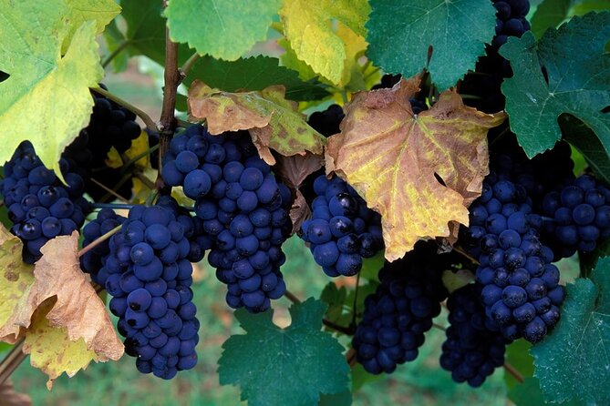 Okanagan Falls Wine Experience From Vernon - 4 Wineries - Transportation and Guide