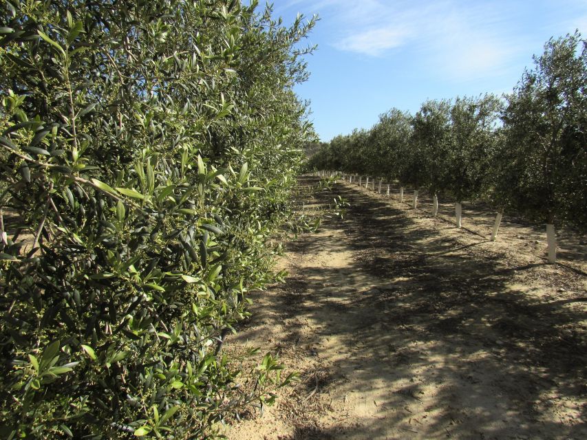 Oleoalmanzora: Guided Tour + Masterclass of EVOO Tasting Eng - Tasting and Masterclass