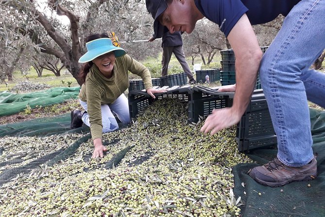 Olive Oil Tasting Under the Shades of Olive Trees / Crete - Accessibility and Logistics for the Experience