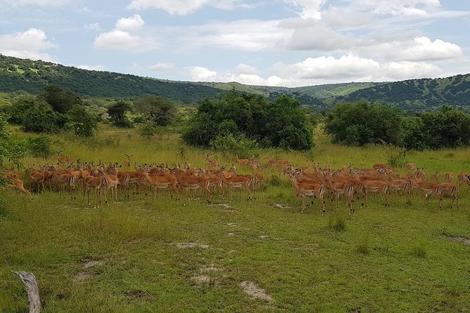 One-Day Akagera National Park Game Drive With a Choice 4x4 - Booking and Cancellation Policy