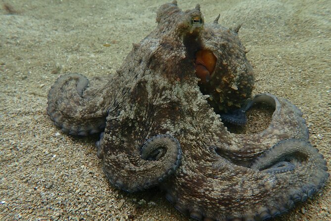 Open Water Diver Course in Arrabida Natural Park (Near Lisbon) - Meeting Point and Transportation