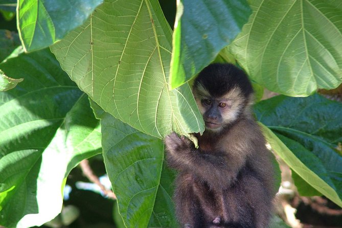 Overnight Iguazú Falls From Puerto Iguazú - Inclusions and Fees