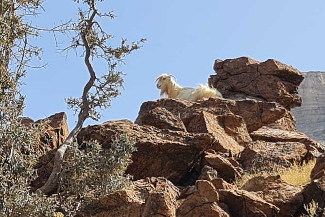 Overnight Private Guided Nizwa and Jebel Akhdar Tour From Muscat - Traveler Reviews and Feedback