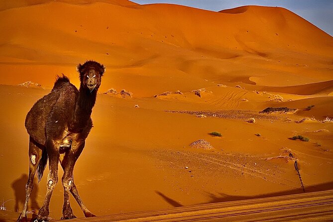 Overnight Stay in Desert Camp & Camel Trekking in the Sahara - Preparing for Your Adventure