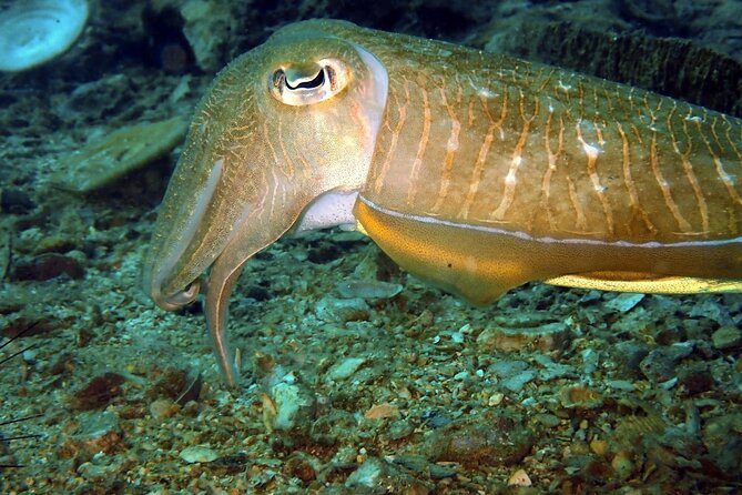 PADI Discover Scuba 2 Times Diving Phuket - Why Choose Phuket for Diving