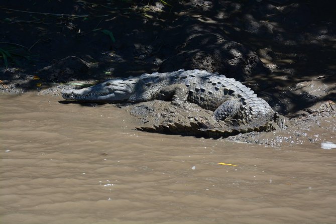 Palo Verde Wildlife Tour From Playa Hermosa-Coco Beach - Booking Information