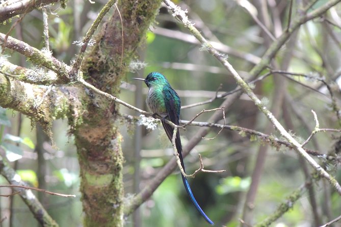 Papallacta Hot Springs and Hummingbirds Farm Day Tour - Discovering the Hummingbird Farm
