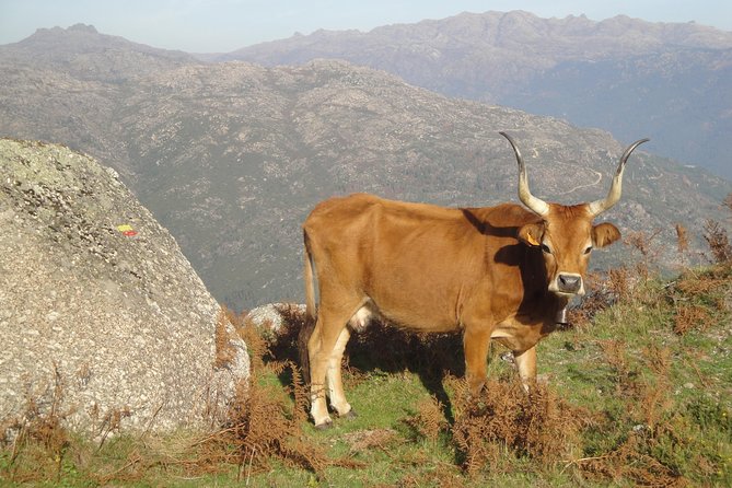 Peneda-Gerês National Park - Nature & Tastings - - Cultural Experiences