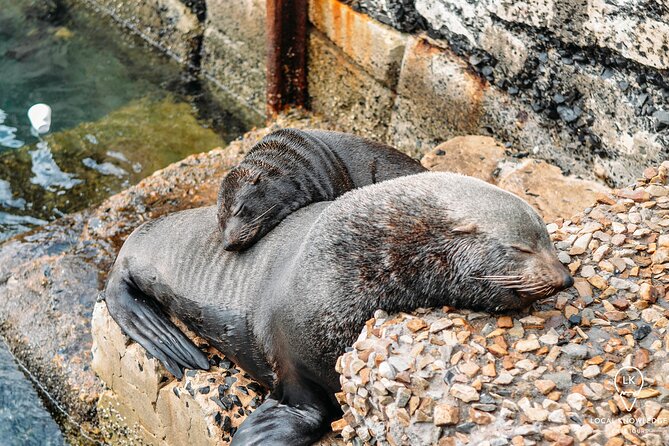 Peninsula Roadtrip: Boulders Beach & Cape Point - Tips for a Great Experience