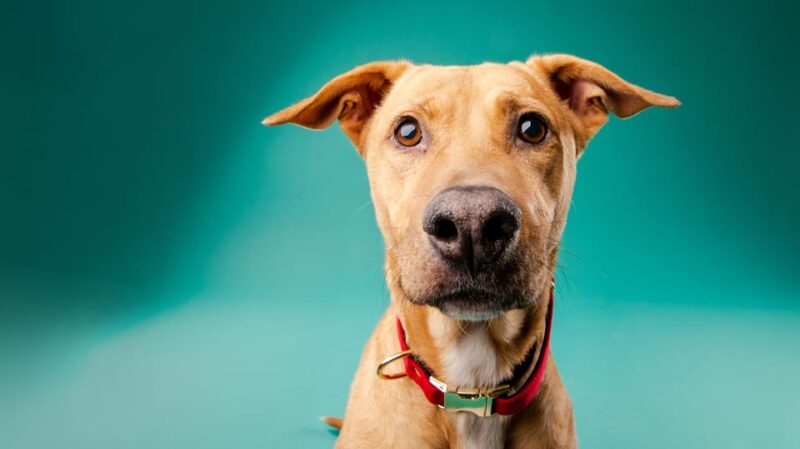 Pet Photography Studio Session With Family Portraits - Accessibility and Requirements