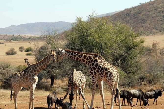 Pilanesberg Safari Open Vehicle Game Full Day - What to Expect