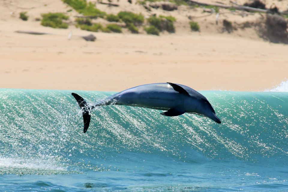 Plettenberg Bay: Dolphin and Marine Boat Tours - Frequently Asked Questions