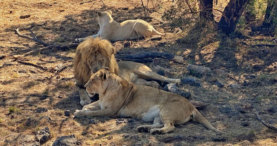 Pretoria: Pretoria City and Lion Park Tour - Traveler Reviews and Highlights