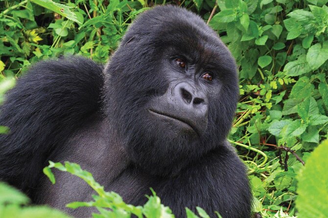 Private 3 Day Gorilla Trekking Safari in Uganda - Traveler Reviews and Recommendations