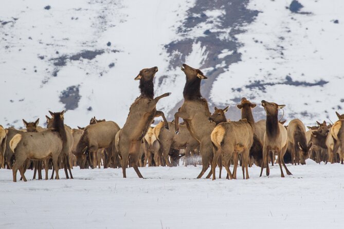 Private 8-Hour Grand Teton Adventure - Why Choose a Private Tour
