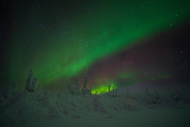 Private Arctic Circle Expedition From Fairbanks - Wildlife Sightings and Highlights
