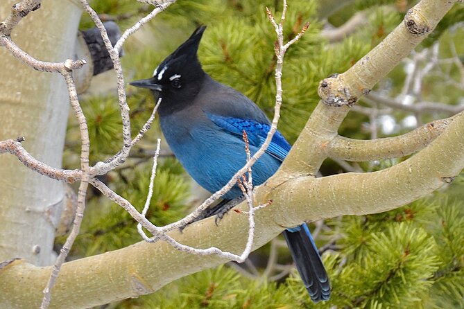 Private Birding Hike in Rocky Mountain National Park - Customer Testimonials