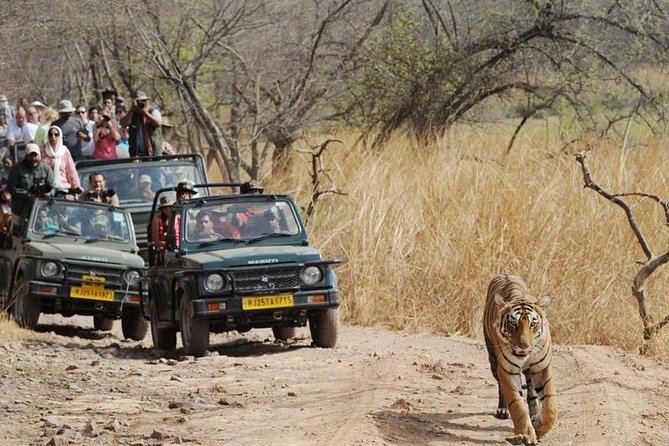 Private Day Trip to Ranthambore Tiger Reserve From Jaipur - Pricing Information