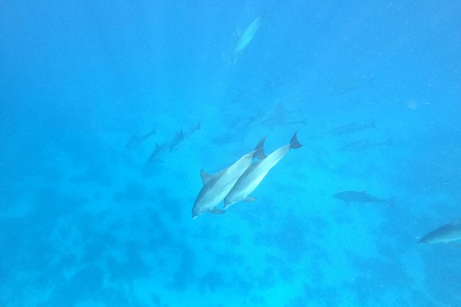 Private Dolphin Watching And Snorkeling Tour - Additional Tips