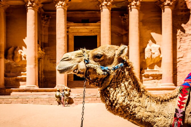Private Full Day Tour From Amman to Petra City - Customer Reviews and Ratings
