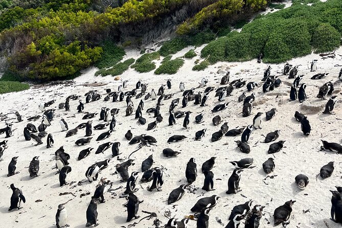 Private Guided Tour in Cape of Good Hope and Table Mountain - Accessibility Information