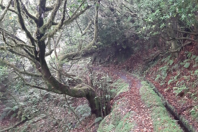 Private Guided Walk Levada Brasileiro – Levada Do Moinho - Madeiras Natural Wonders