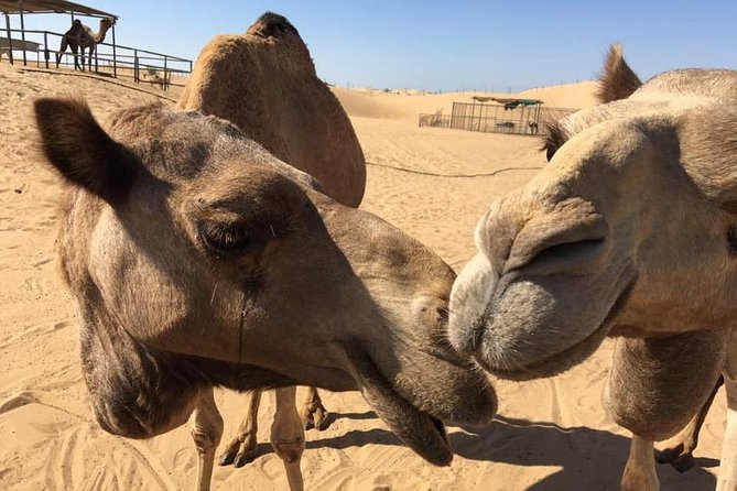 Private : Hatta Mountain Full Day Tour - Frequently Asked Questions