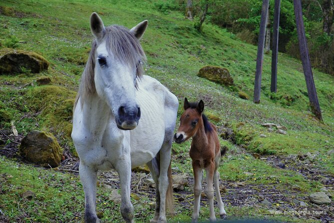Private Hiking Tour to Mtirala National Park From Batumi - Booking Information