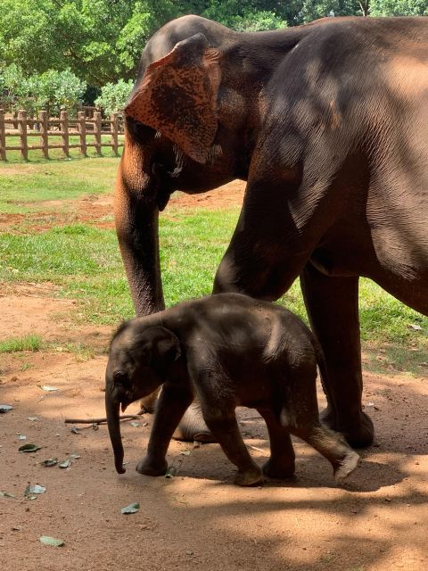 Private Kandy Pinnawala Day Tour From Bentota - Entrance Fees