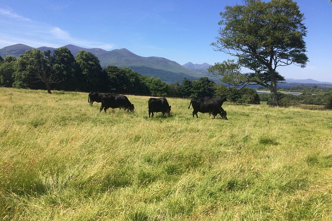 Private Killarney Tour - Guided Tours and Attractions