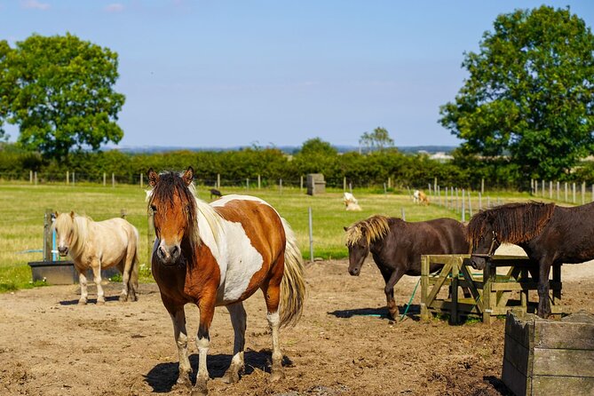 Private Miniature Horse Walking Near Lincoln - Additional Offerings on the Property