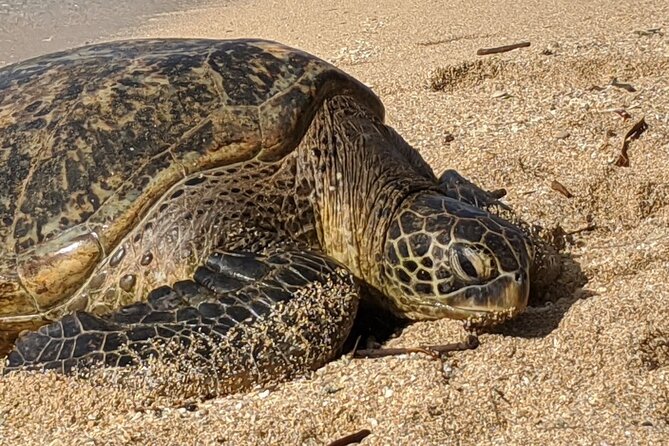 Private Oahu Circle Island Tour - Exploring Oahus Natural Wonders