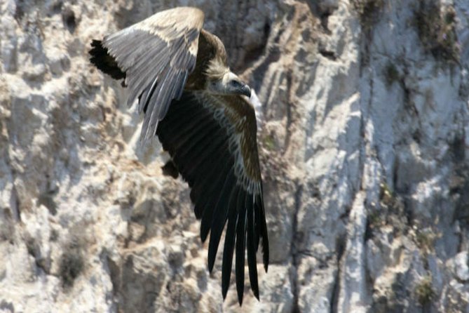 Private Plavnik Island Half-Day Boat Trip With Capt. Bobo - What to Expect