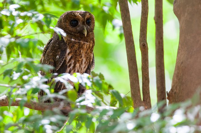 Private Rincón De La Vieja Bird Watching Tour - Accessibility and Accommodations