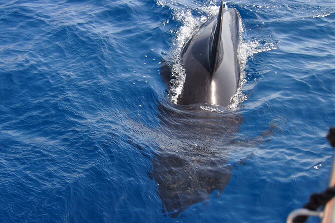Private Sailing - Dolphin Experience From Estepona - Drink & Food - Unique Selling Points