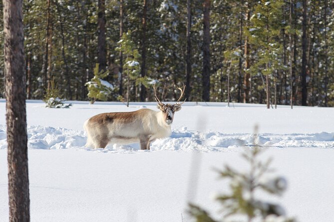 Private Snowmobile Day Tours - Scenery and Wildlife