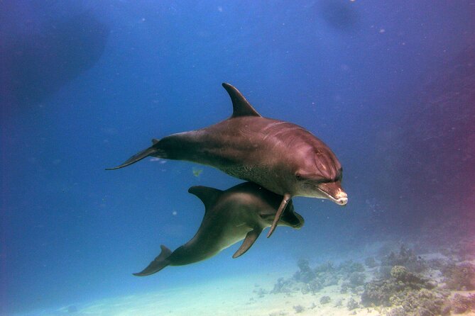 Private Speed Boat to Magawish Islands Hidden Wonders - Hurghada - Tips for a Great Experience